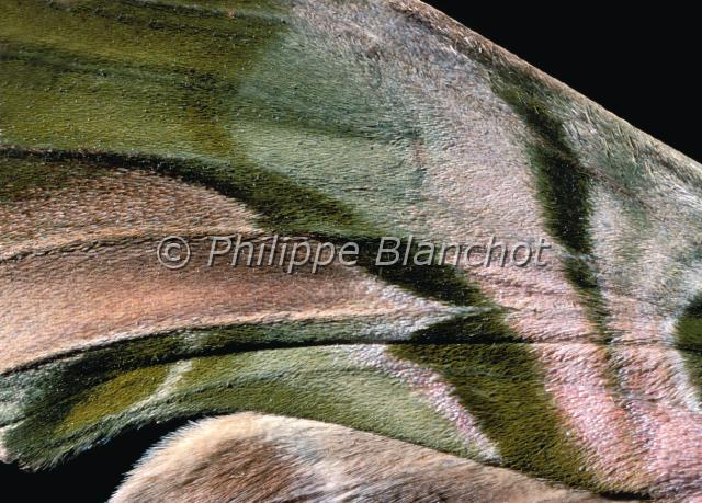 aile daphnis nerii.JPG - Gros plan, ailes de Daphnis neriiSphinx du Laurier roseOleander Hawk moth wingsLepidoptera, SphingidaeFrance